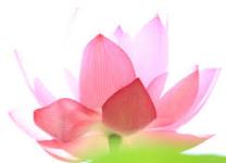 Fleur de lotus pour les Galettes de racine de lotus frites